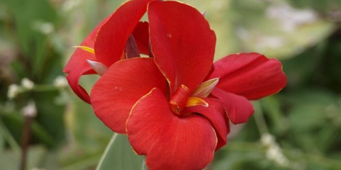 Jak zasadit květy canna a jak pečovat o vytrvalou rostlinu na zahradě